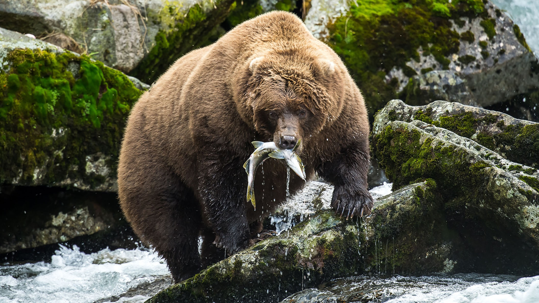 Le saumon rouge, un délice pour l'ours kodiak