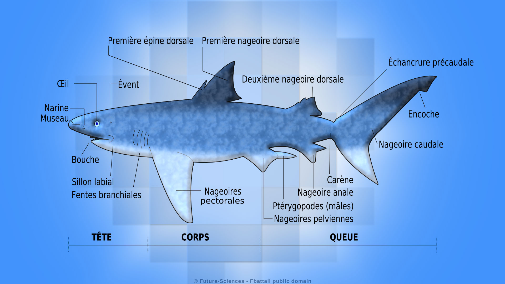 Le requin mâle et ses nageoires reproductrices