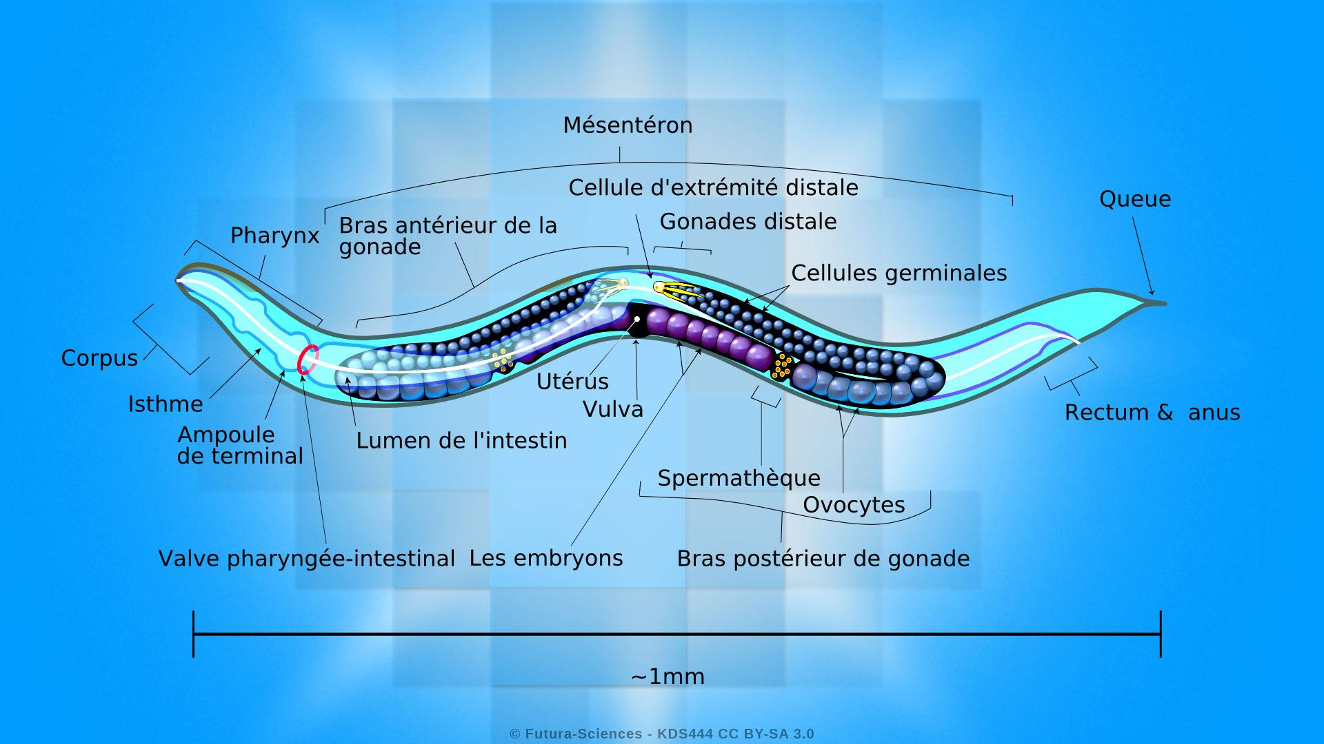 C. elegans, le ver chouchou des chercheurs
