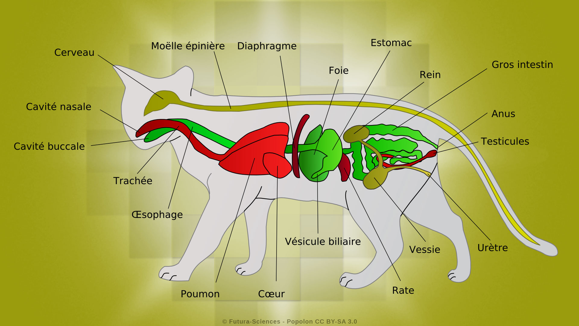 L'anatomie du chat