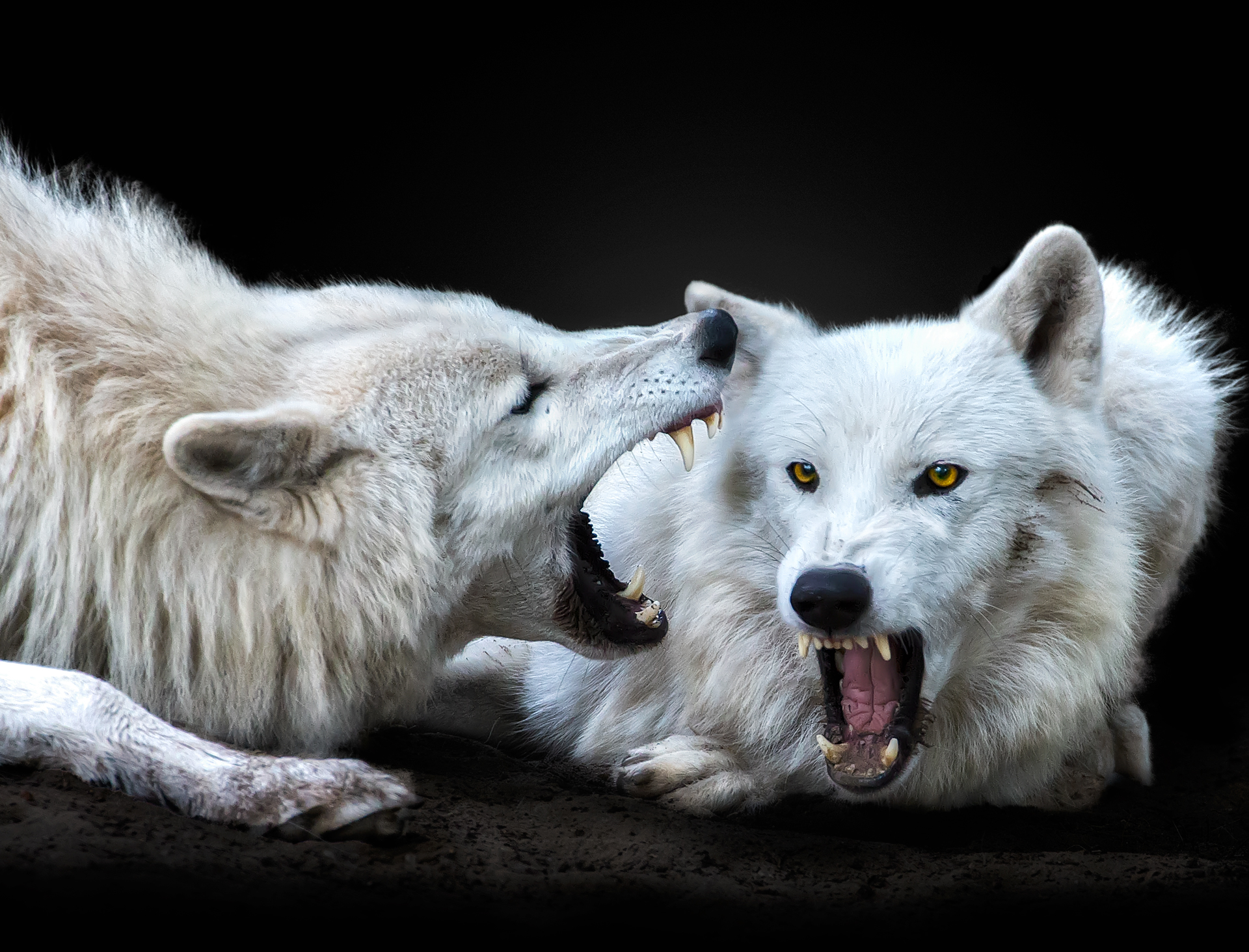 Les loups arctiques