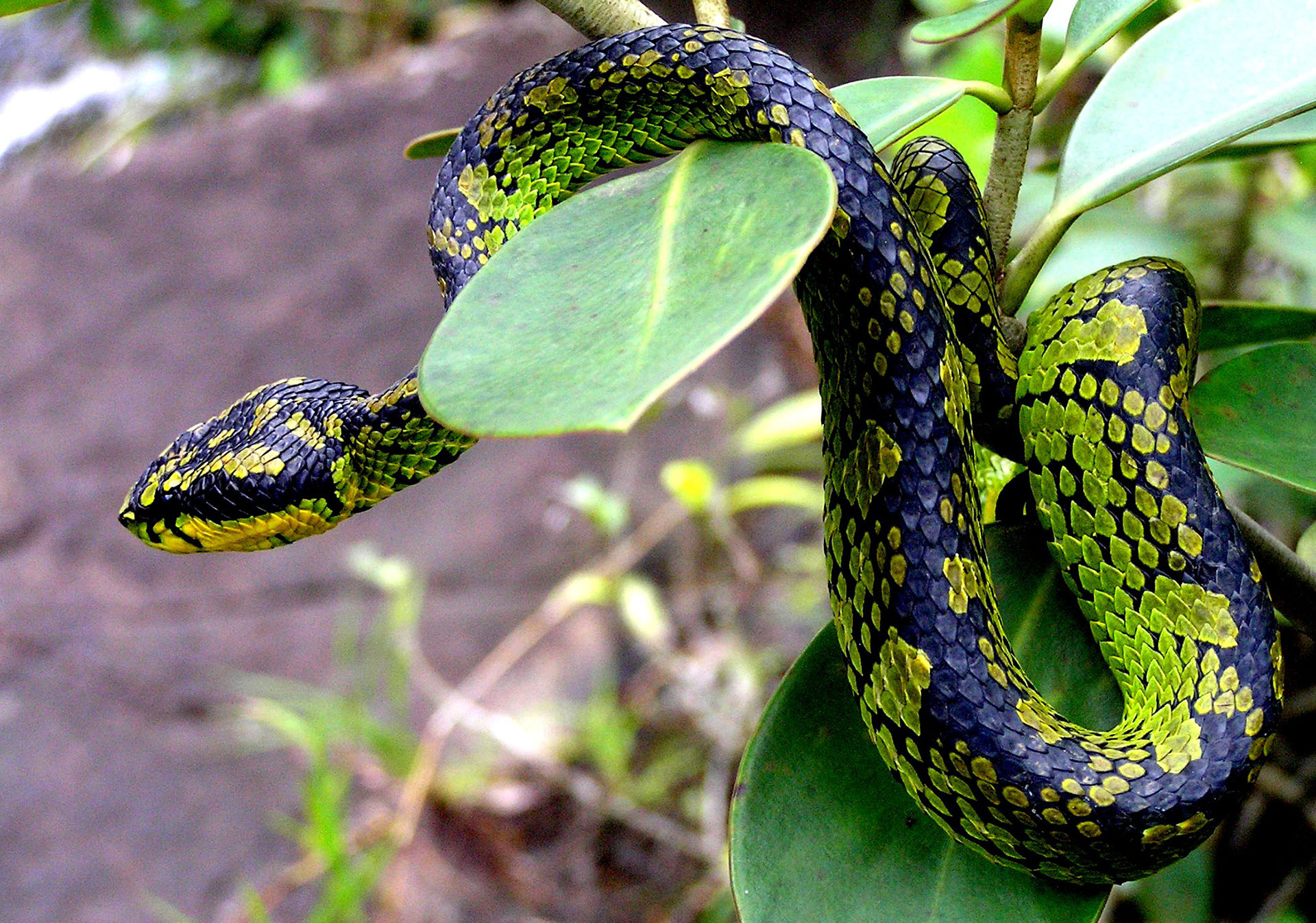 La vipère verte du Sri-Lanka.&nbsp;© Mahendra Prasad Peiris, wikimedia commons, CC 4.0