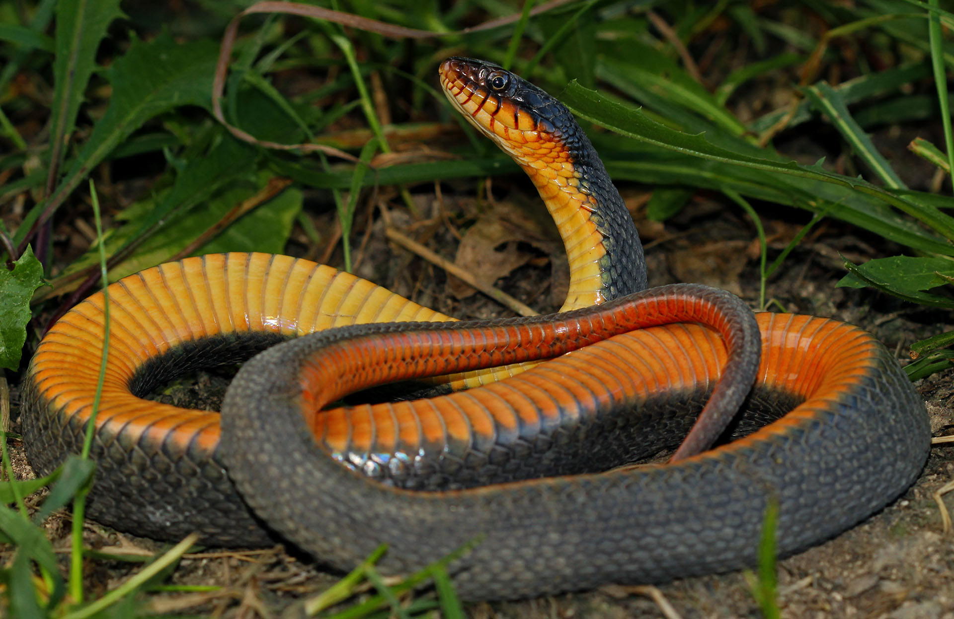 Nerodia erythrogaster, le serpent au ventre plat
