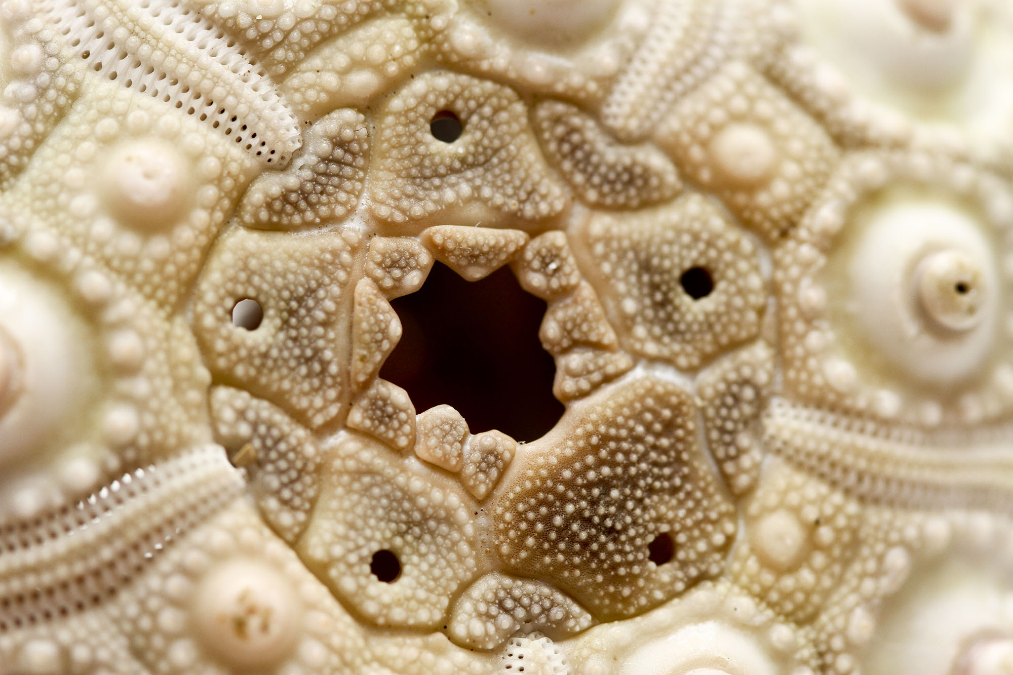 Le test calcaire des oursins est composé de plaques, comme celles visibles sur cette photographie qui entourent l'anus et portent les pores génitaux. © Nina Matthews from Australia, Wikimedia Commons,&nbsp;CC by-sa&nbsp;2.0