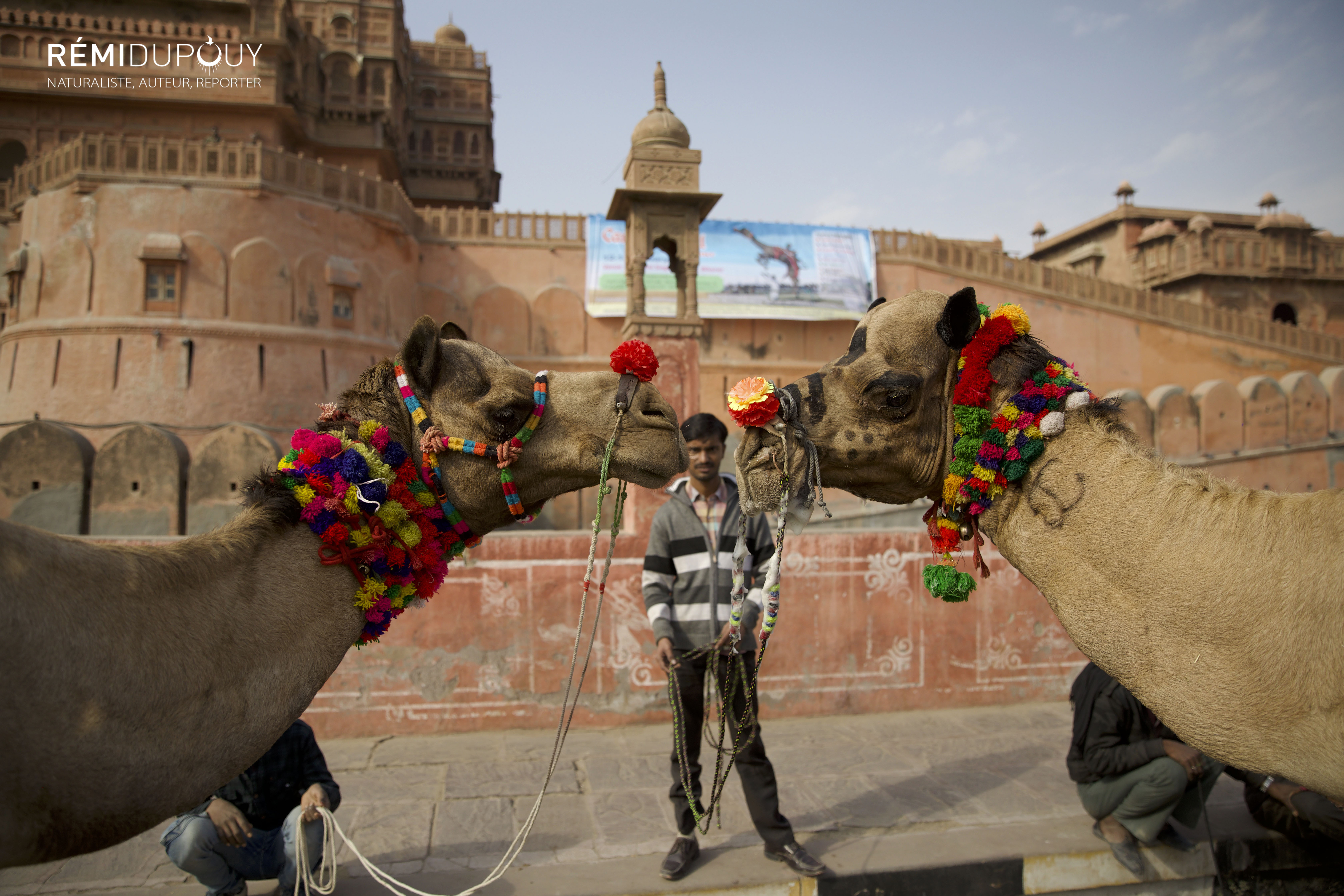 Inde : le Camel Festival au Rajasthan