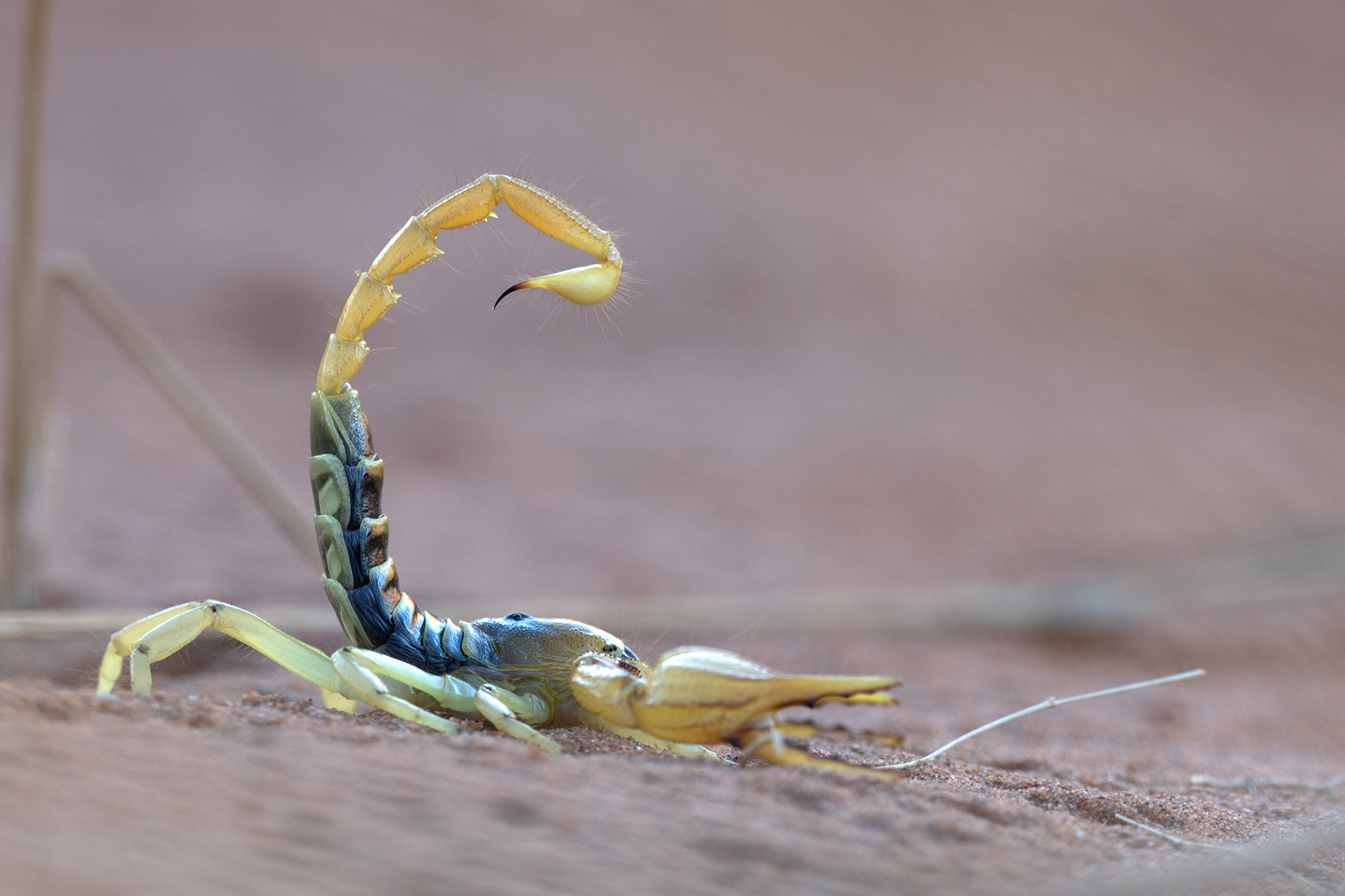 Scorpion, le petit peuple des dunes