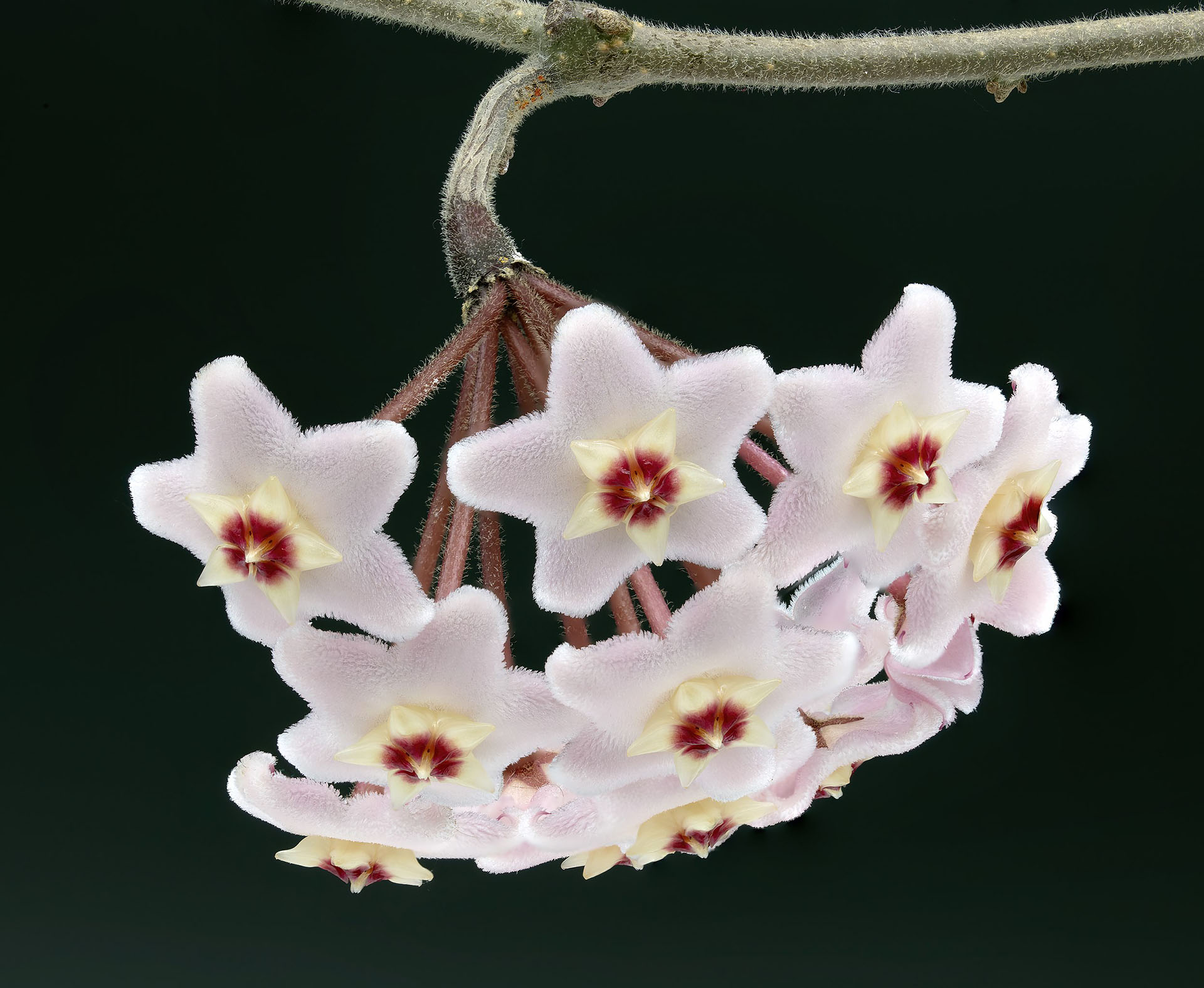 Fleur de porcelaine, l'hoya carnosa