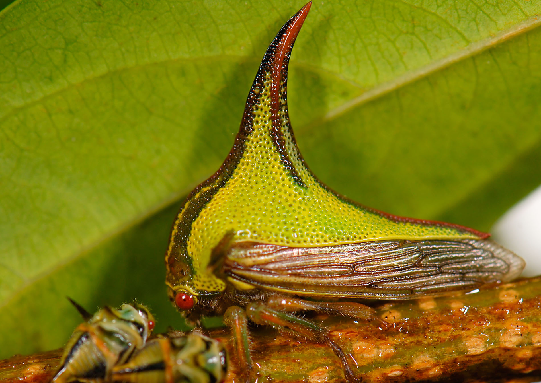 Toute voile dehors Umbonia crassicornis dissuade ses prédateurs