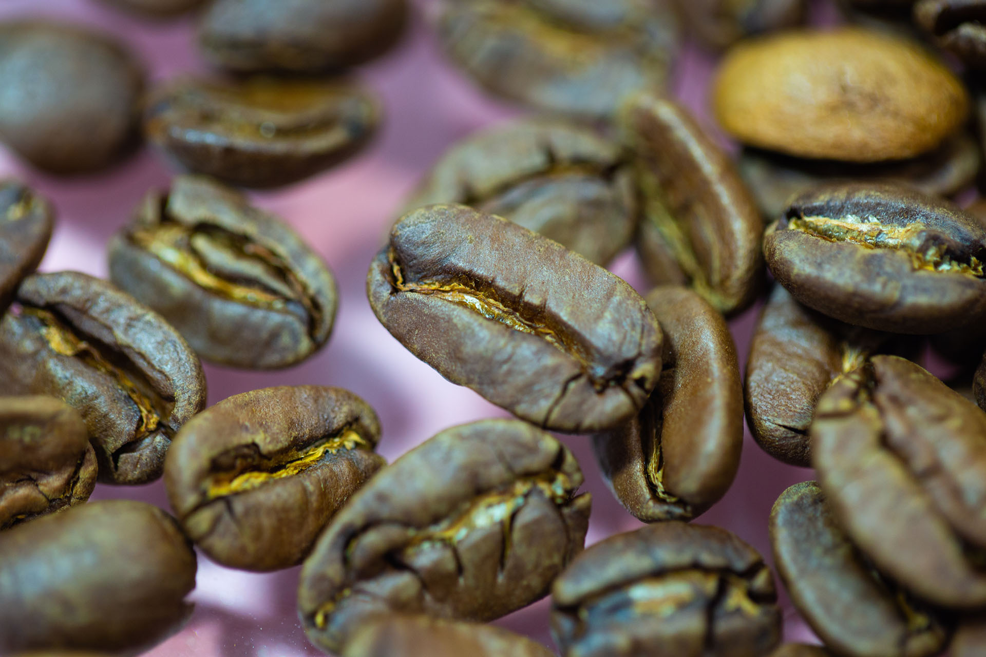 Café « Maragogype Elephant coffee beans », saveur douce et fruitée