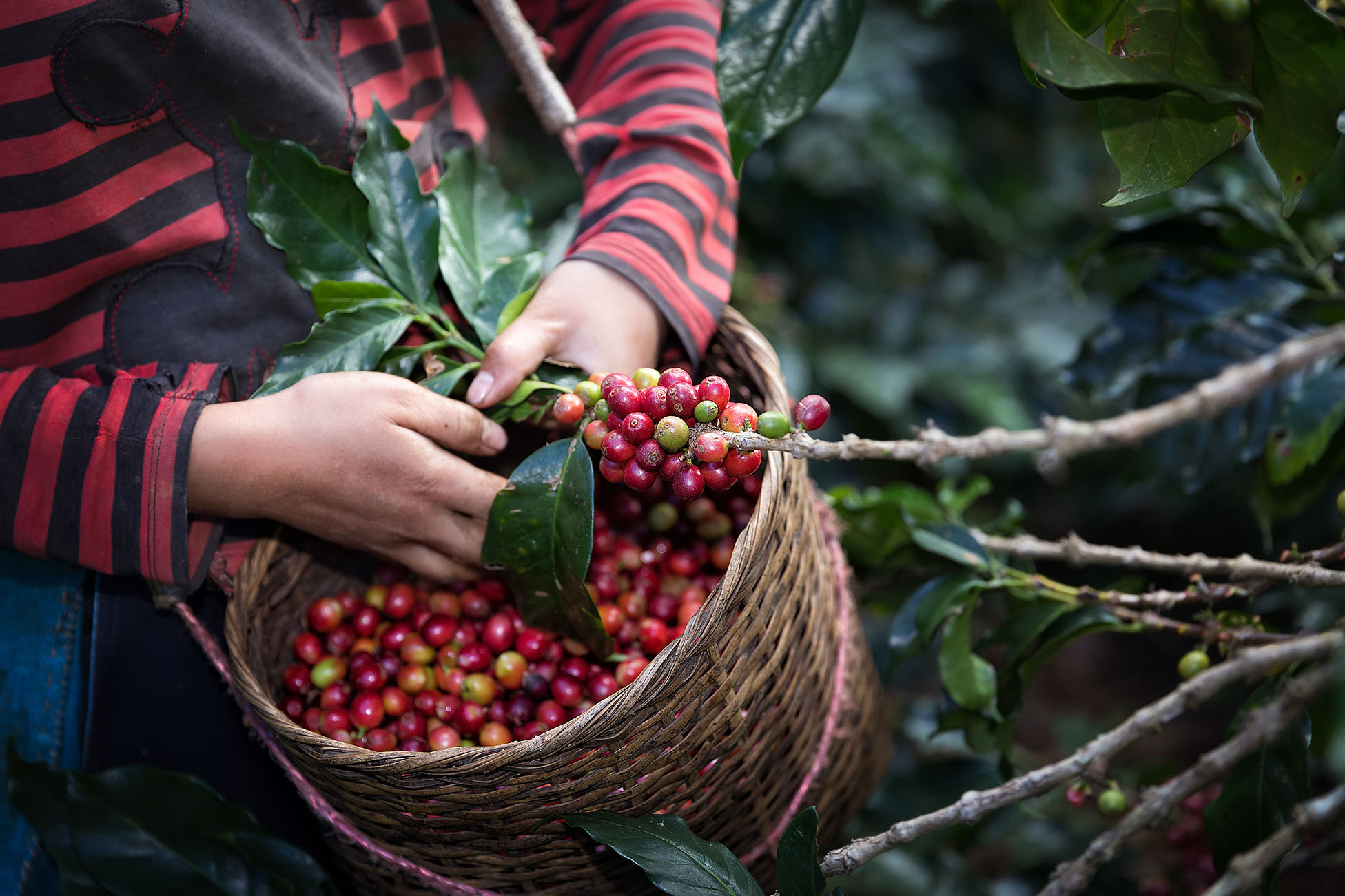 Café de java, aux notes de terre, d'épices et de chocolat