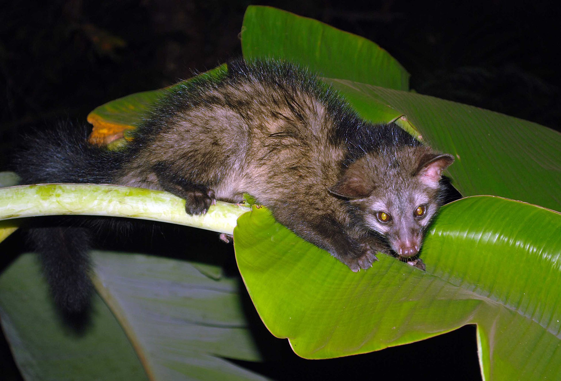 Café « Kopi luwak », récolté dans les excréments d'une civette asiatique