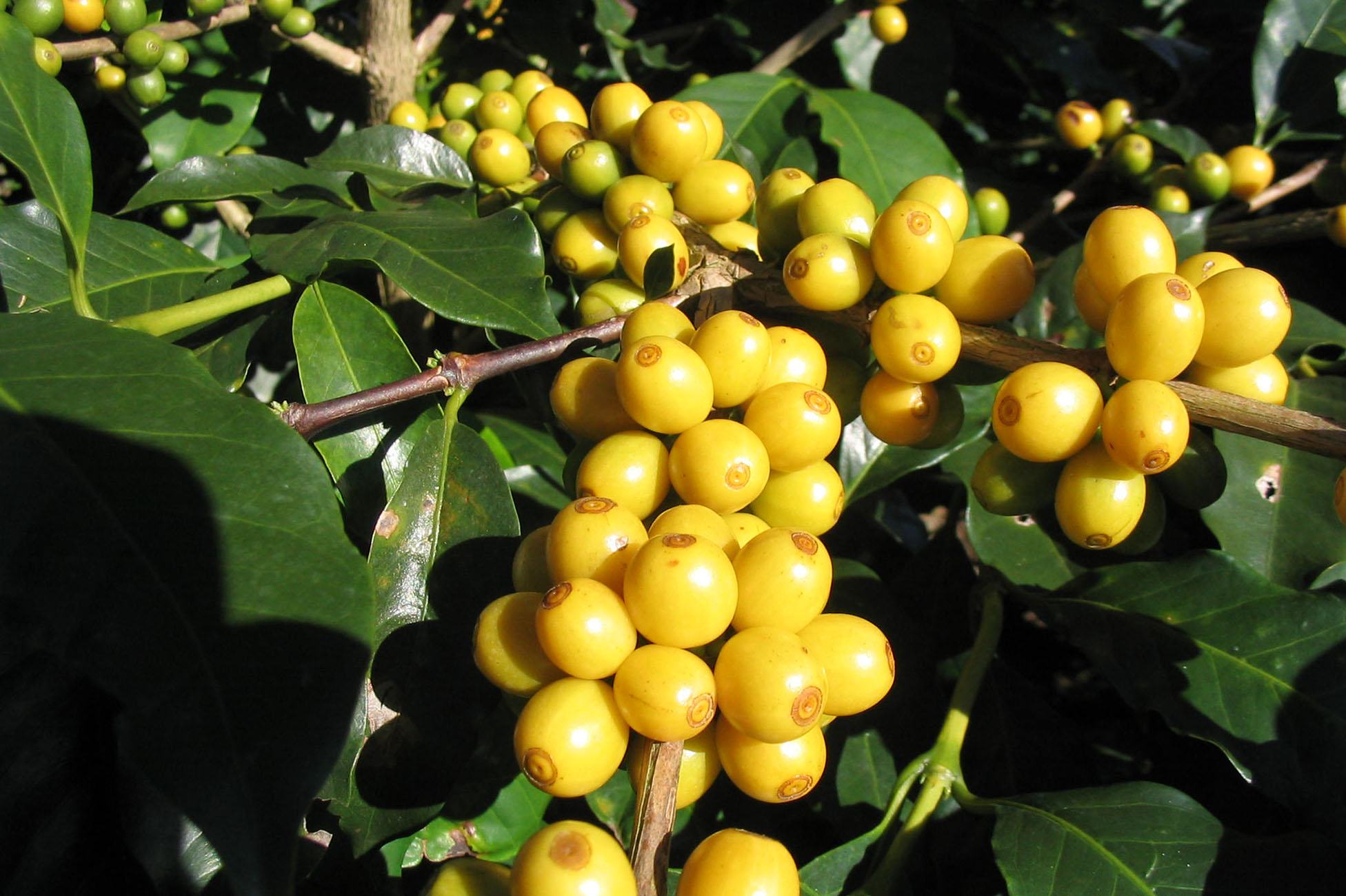 Café « Yellow bourbon », une saveur parfumée et des petites notes de miel