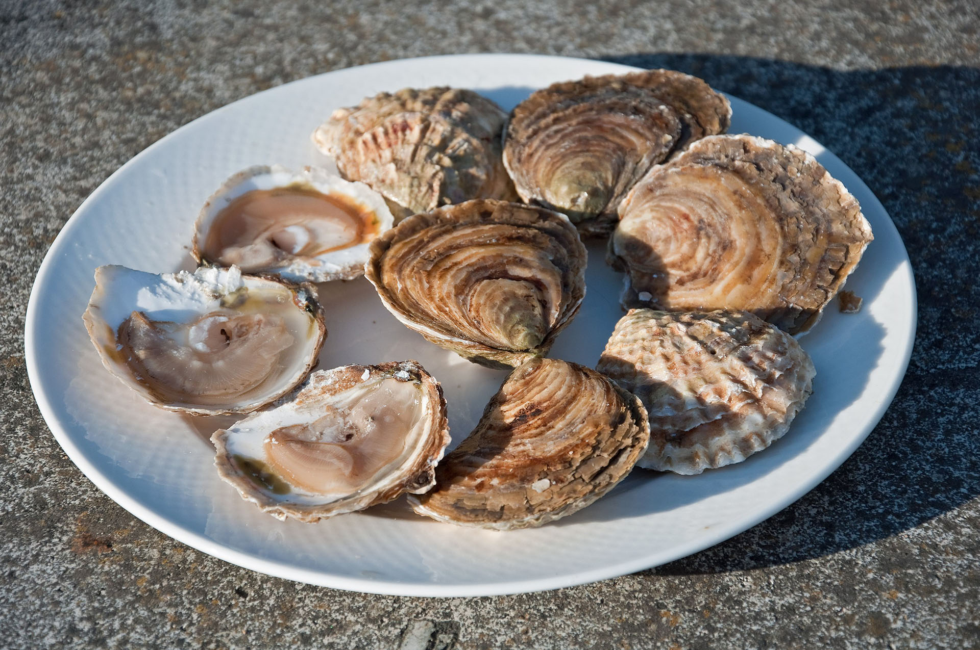 Huîtres plates : Ostrea edulis – comme la Belon