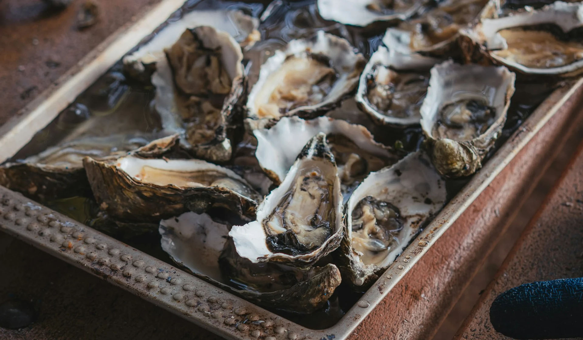 Huîtres du Cap : Striostrea margaritacea – Afrique du Sud