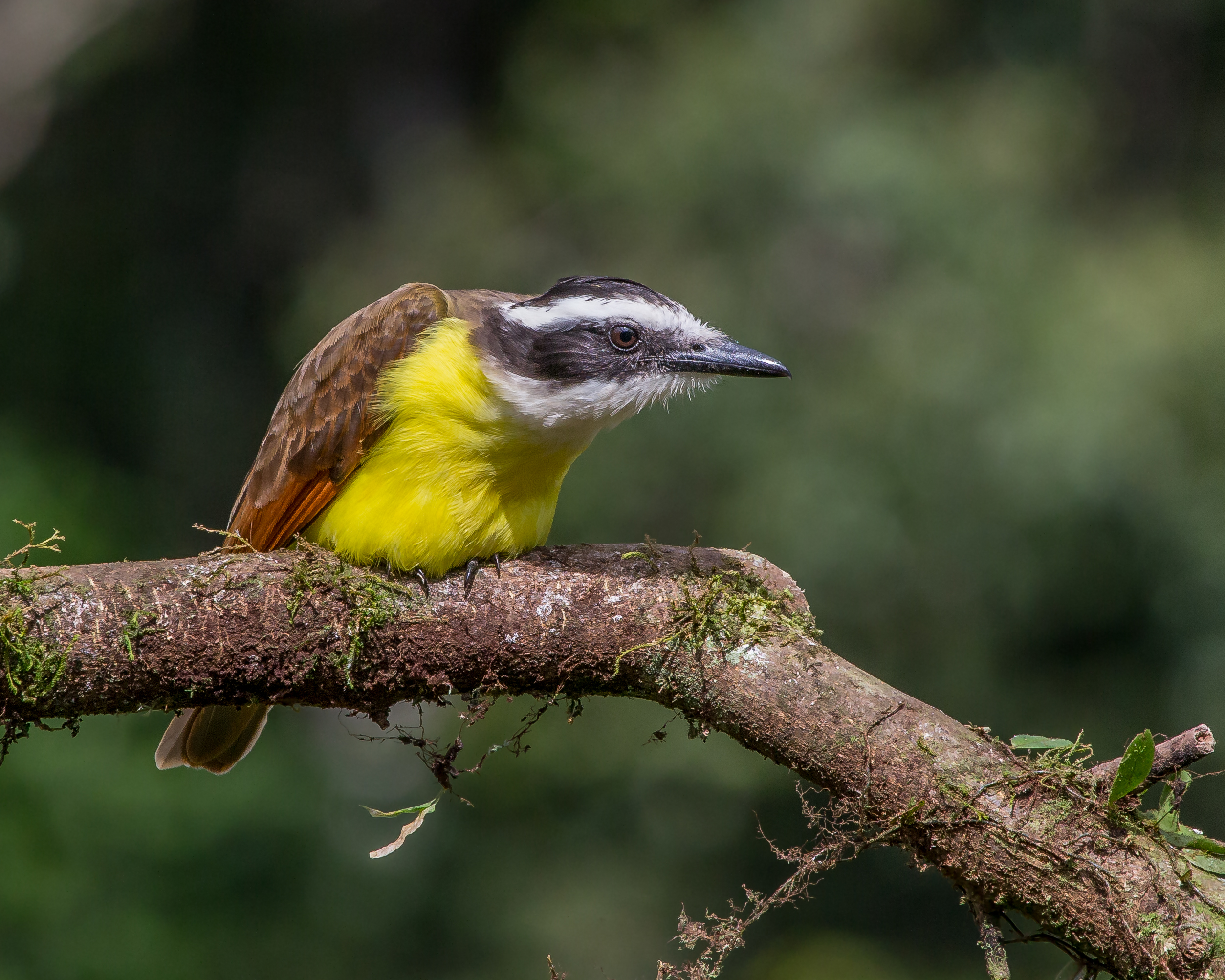 Le Tyran quiquivi (Pitangus sulphuratus) est un oiseau distinctif d'Amérique centrale et du Sud, reconnaissable à son plumage jaune vif sur le ventre et à son dos brun. Son nom provient de son cri perçant, souvent interprété comme « quiquivi ». Il présente une large bande noire sur la tête et une couronne blanche, ajoutant à son allure saisissante. Ce passereau omnivore fréquente divers habitats, des forêts aux zones urbaines, où il se nourrit d'insectes, de fruits et de petits vertébrés. Adaptable et audacieux, le Tyran quiquivi est un spectacle fréquent et apprécié dans son aire de répartition.© Andy Morfflew, tous droits réservés 