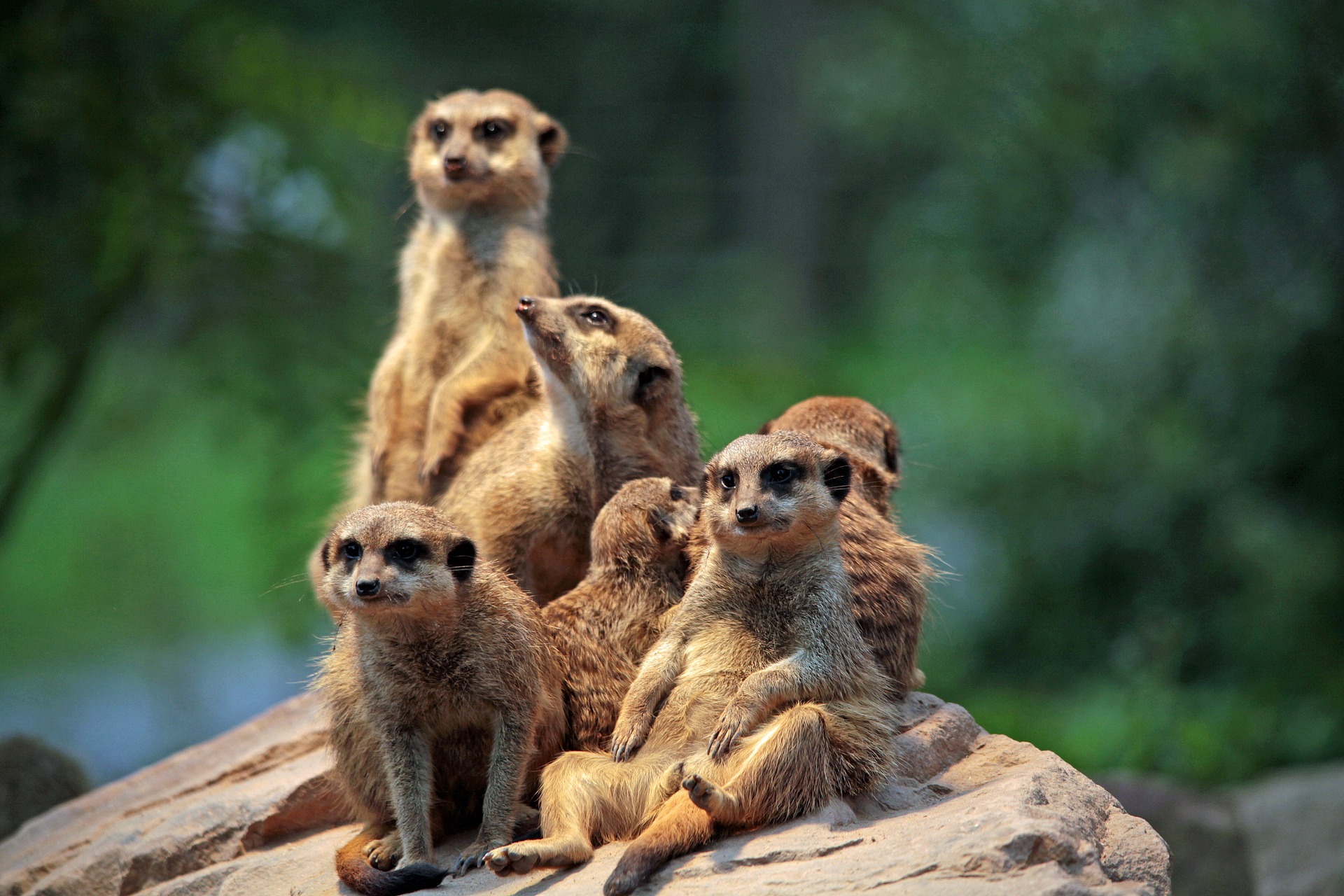 Les suricates sont de petits mammifères vivant dans les déserts et savanes d'Afrique australe. Connus pour leur posture debout, ils montent souvent la garde en groupe pour surveiller les prédateurs, assurant ainsi la sécurité de leur clan. Ils vivent en colonies organisées et utilisent des tunnels souterrains pour se protéger de la chaleur et des dangers. Les suricates se nourrissent principalement d’insectes, mais aussi de petits animaux et de plantes. Leur mode de vie communautaire et leur capacité à coopérer font d’eux une espèce fascinante et très sociale.© Barni1, Pixabay DP