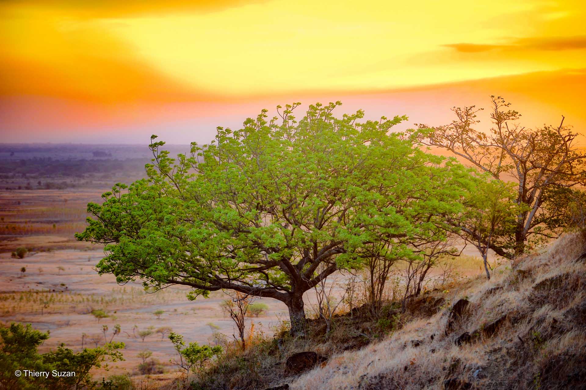 Madagascar à l’infini | Plaine d'AntsohihyC’est en foulant la terre malgache que le vasaha « l’étranger » découvre une nature sauvage, pleine de beautés insoupçonnées.© Thierry Suzan – Tous droits réservés