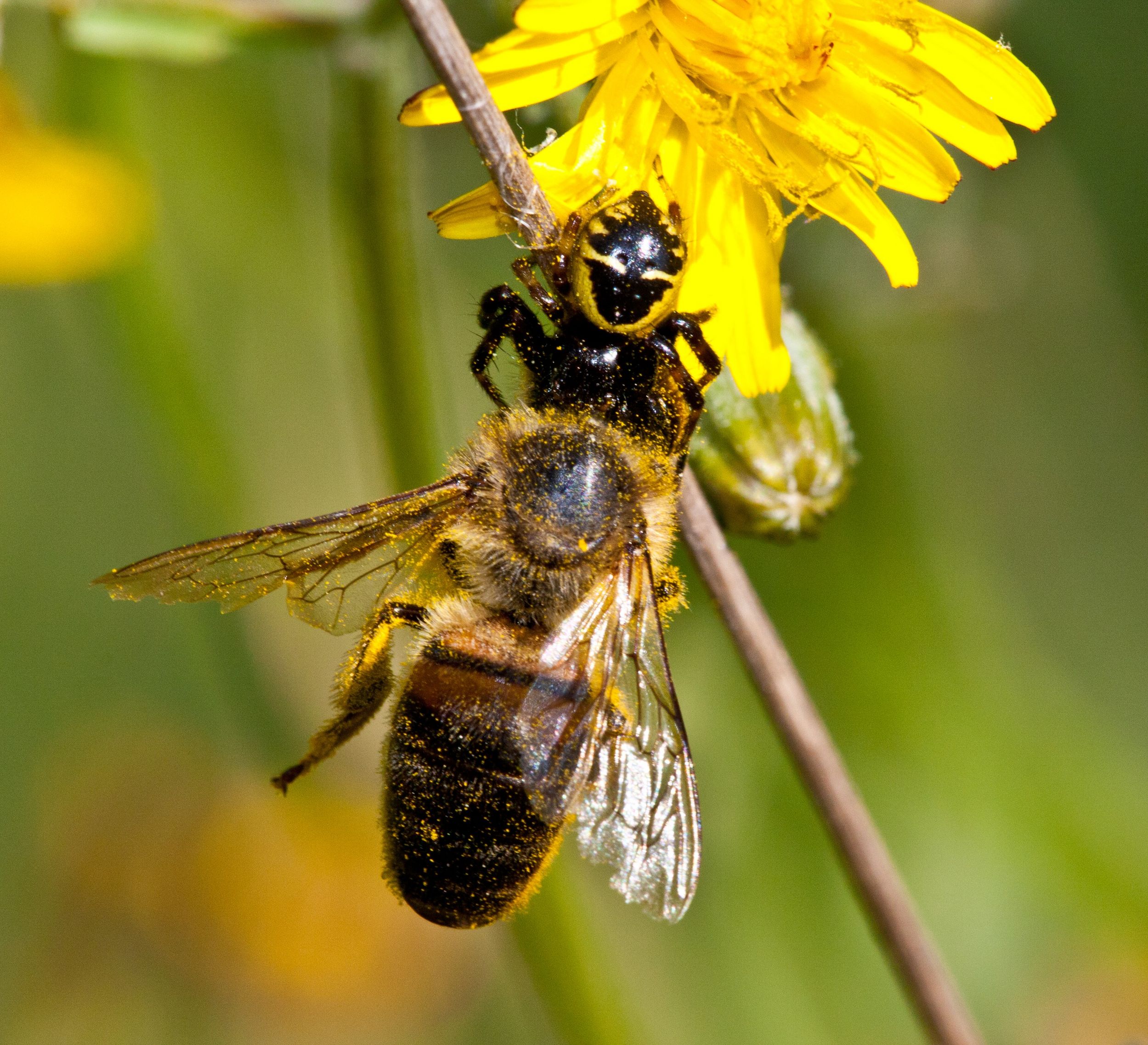 Araignée Napoléon et abeille