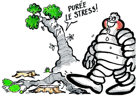 Mystère de la nécrose de l’hévéa : quand le stress affecte les arbres