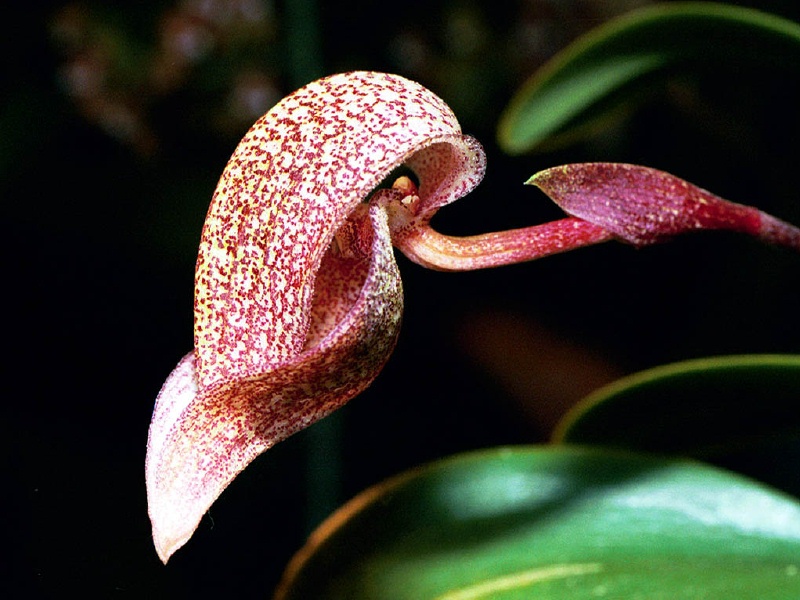 Orchidée Bulbophyllum cominsii