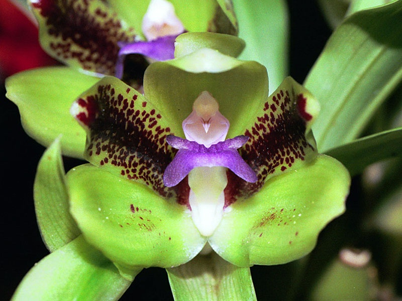 Orchidée Pabstia viridis