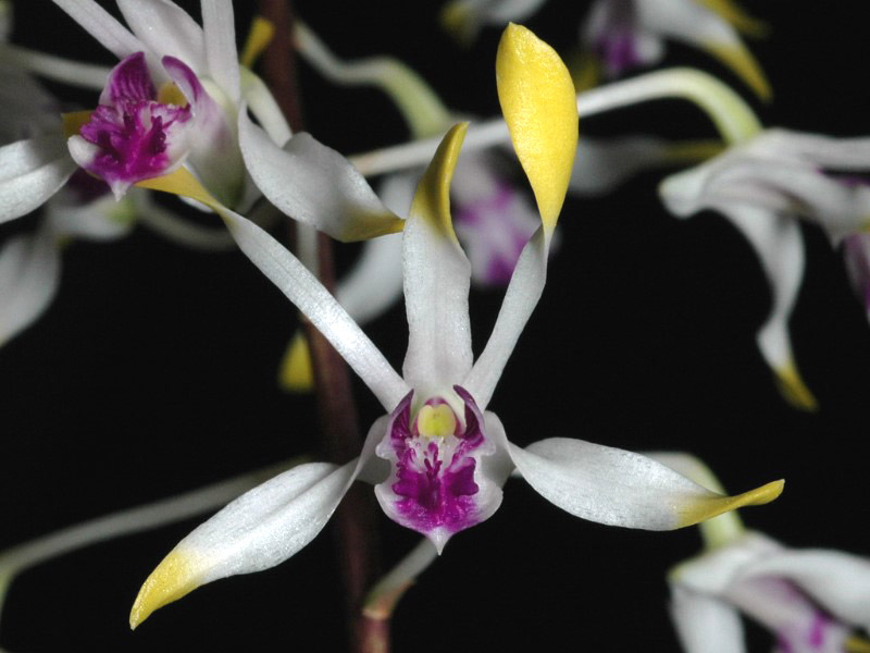Orchidée Dendrobium lasianthera