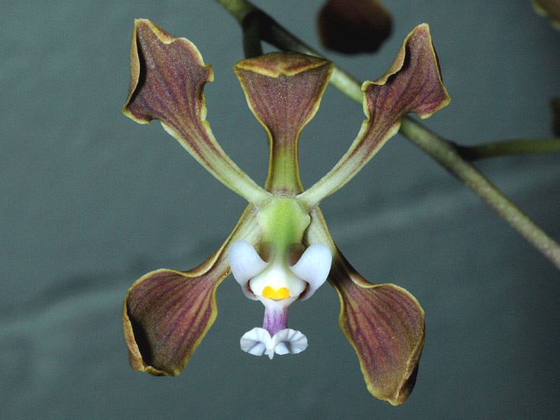 Orchidée Encyclia