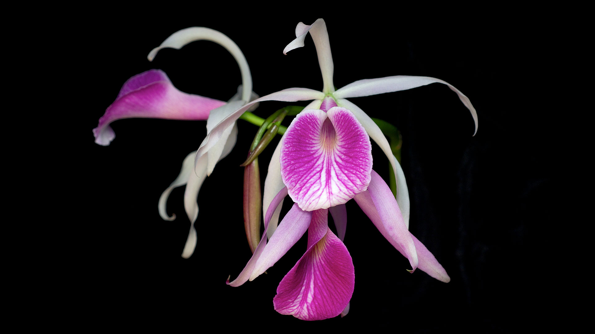 Orchidée Hybride primaire Bl. Morning Glory