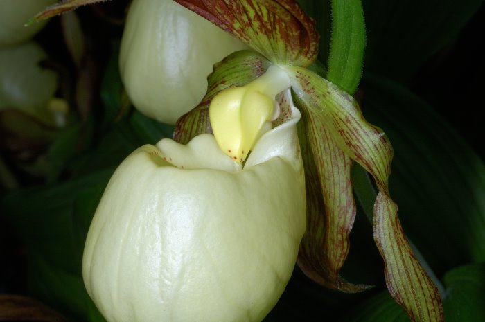 Orchidée Cypripedium