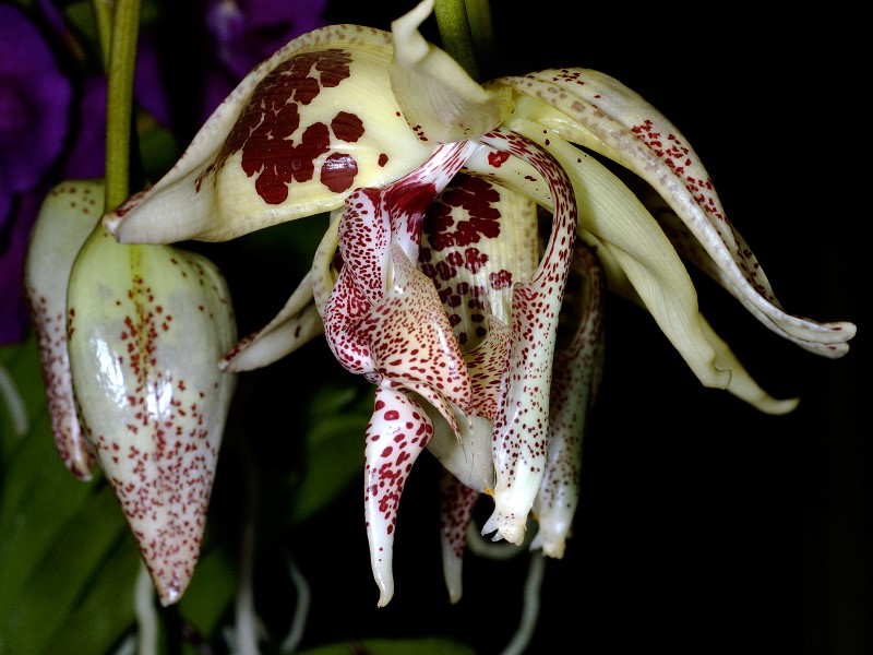Orchidée Embreea rodigasiana