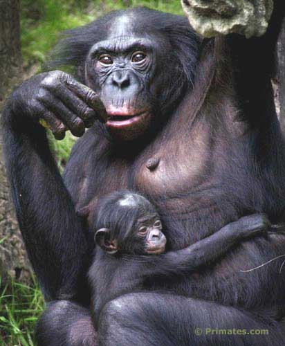 Jeune bonobo et sa mère