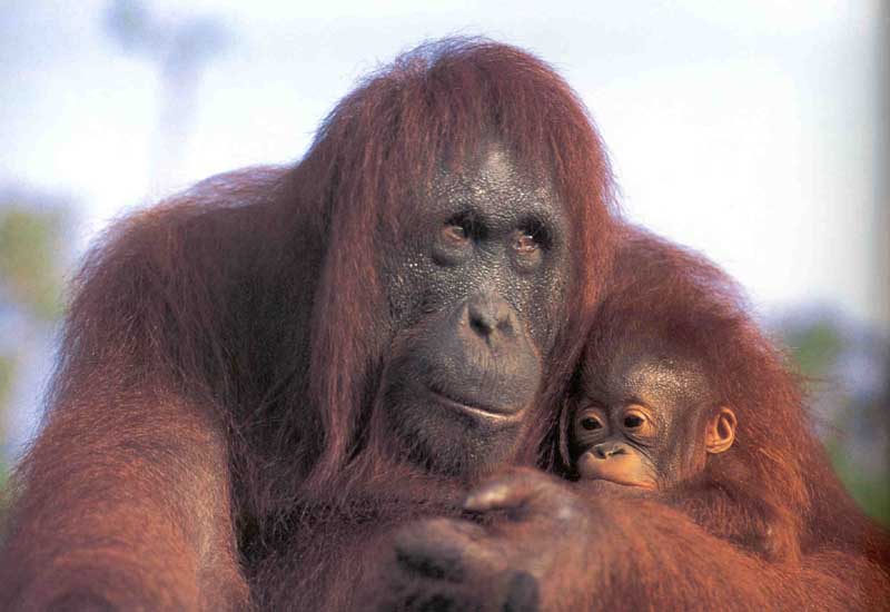 Jeune orang outan et sa mère