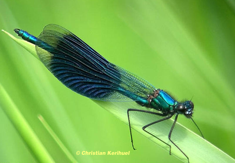Une libellule bleue appelée Caloptéryx éclatant
