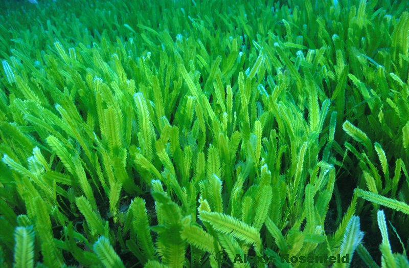 L'algue Caulerpa taxifolia