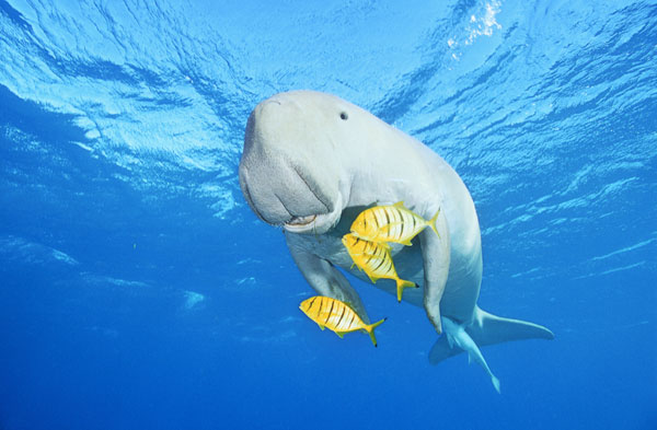 Le dugong, véritable vache marine