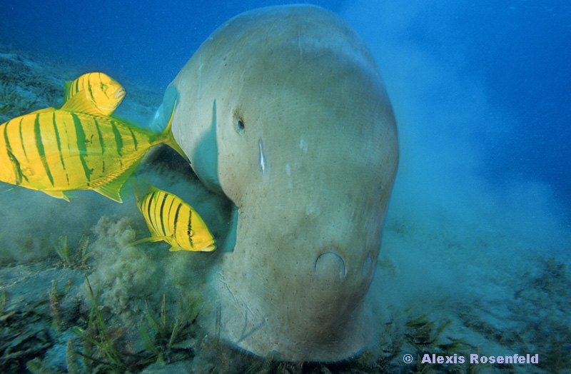 Le dugong, un bon apnéiste