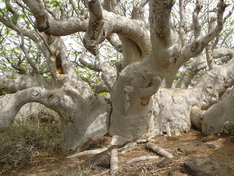 Baobab parasol aux branches envoûtantes