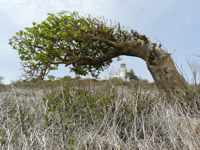 Baobab tordu sur la colline des Mamelles, à Dakar