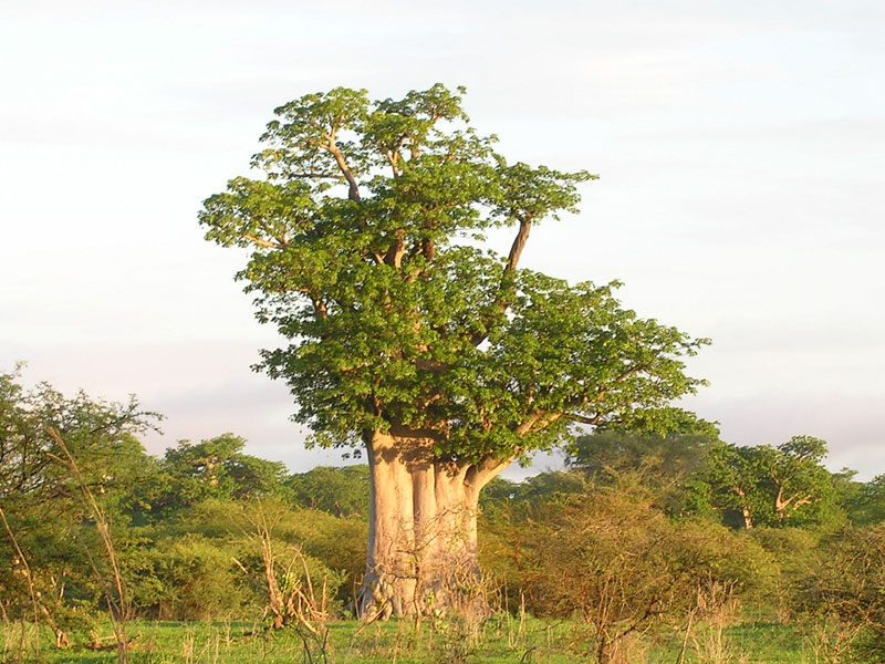 Baobab dans la réserve de Bandia, au Sénégal