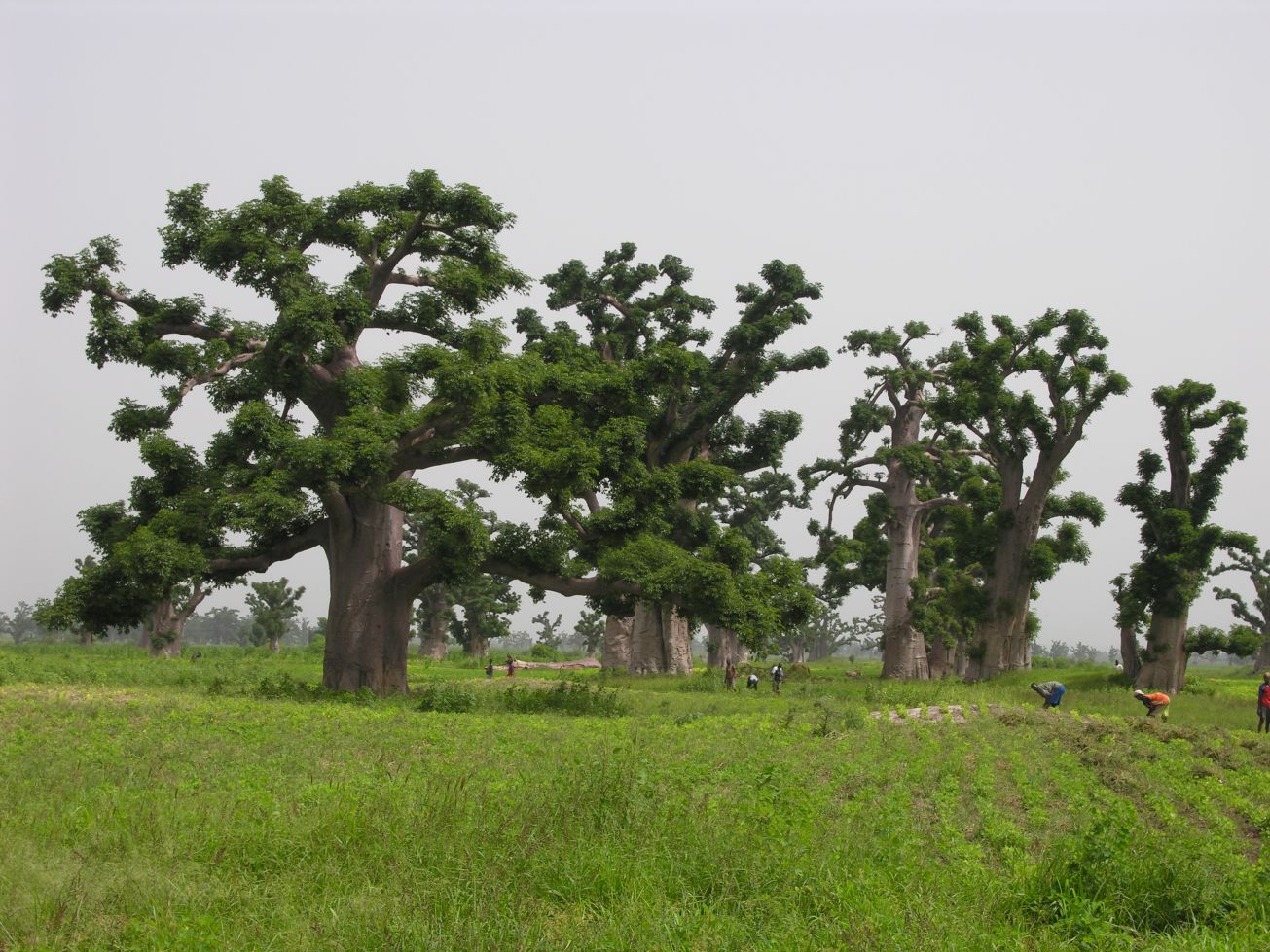 Forêt de baobab pendant la saison des pluies