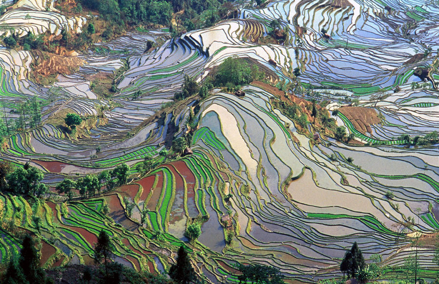 Rizières en terrasse dans le Yunnan