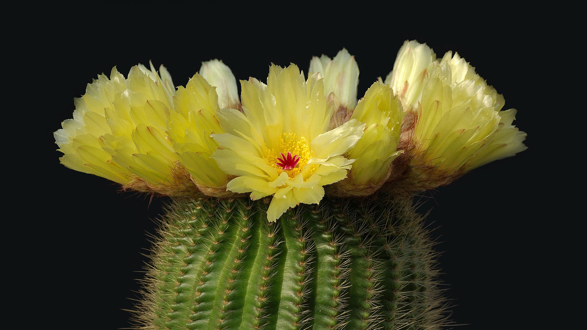 Cactus : notocactus minimus
