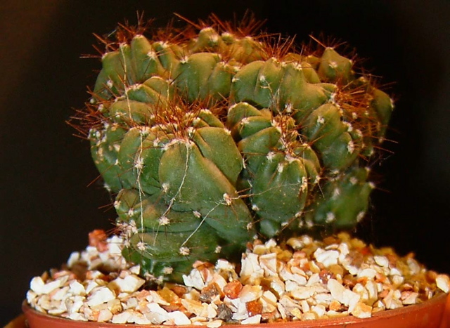 Cereux peruvianus