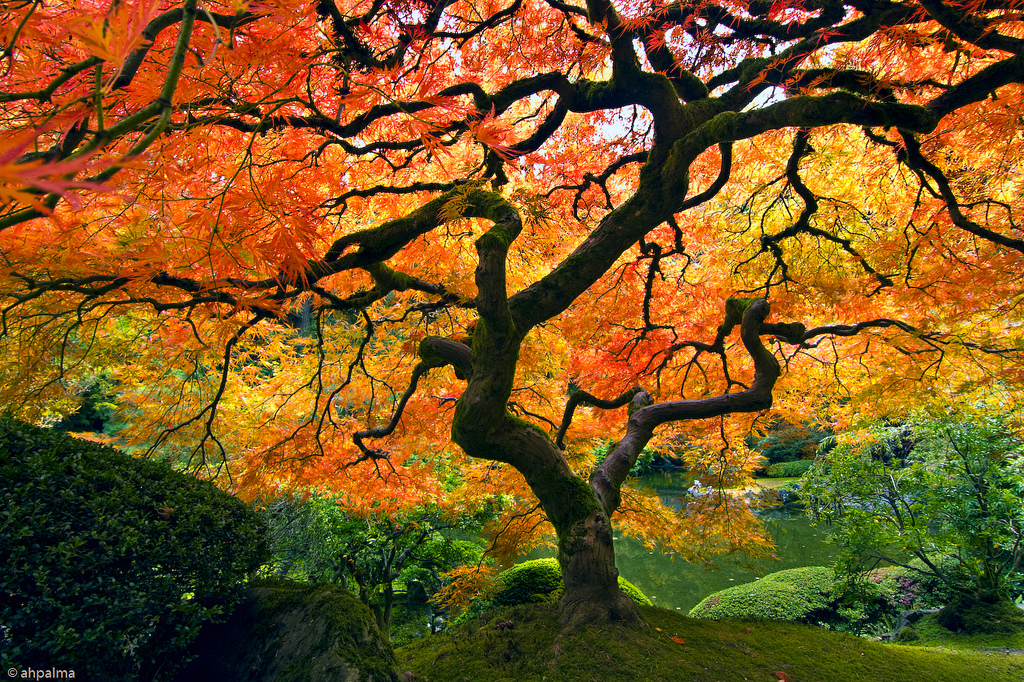 Le jardin japonais de Portland, aux États-Unis