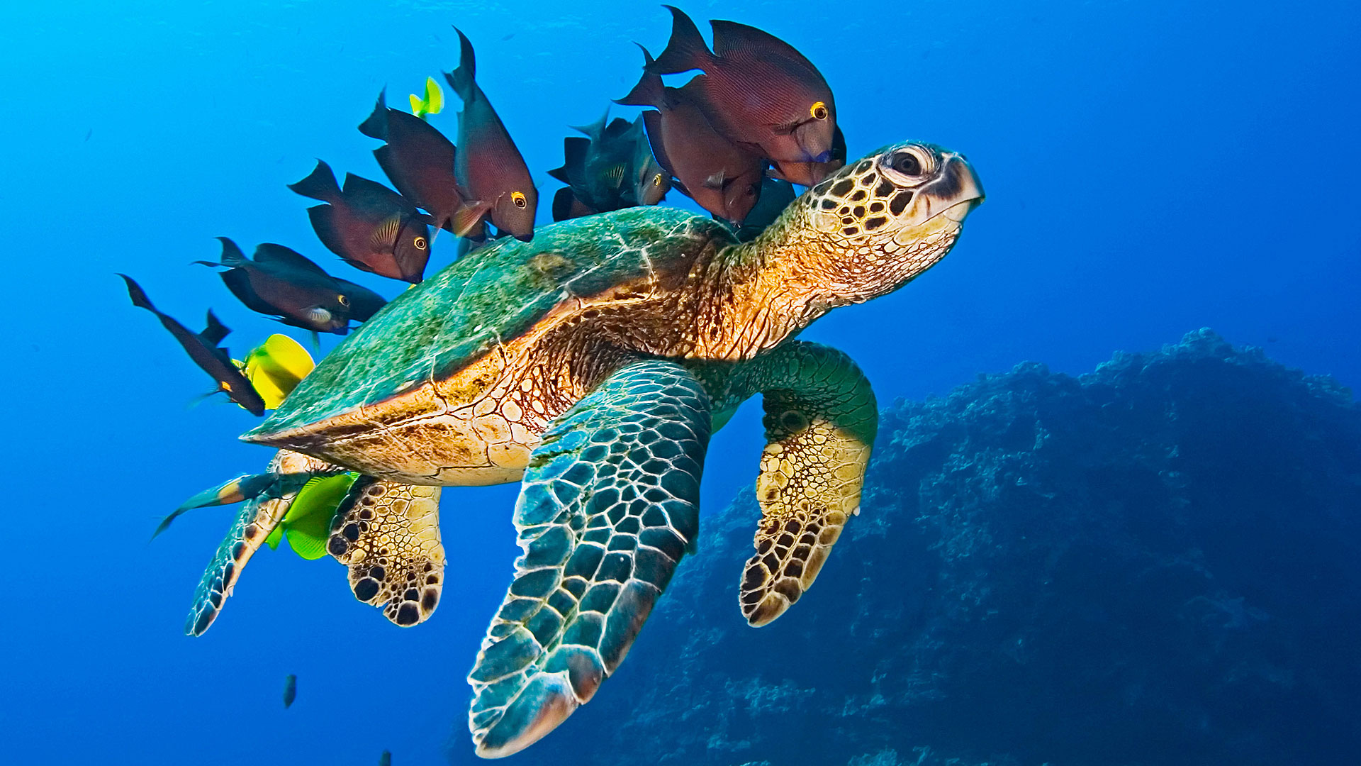 Une tortue de mer accompagnée de poissons. Cette tortue de mer est en bonne compagnie. © 3D Entertainment /Sarah Cima