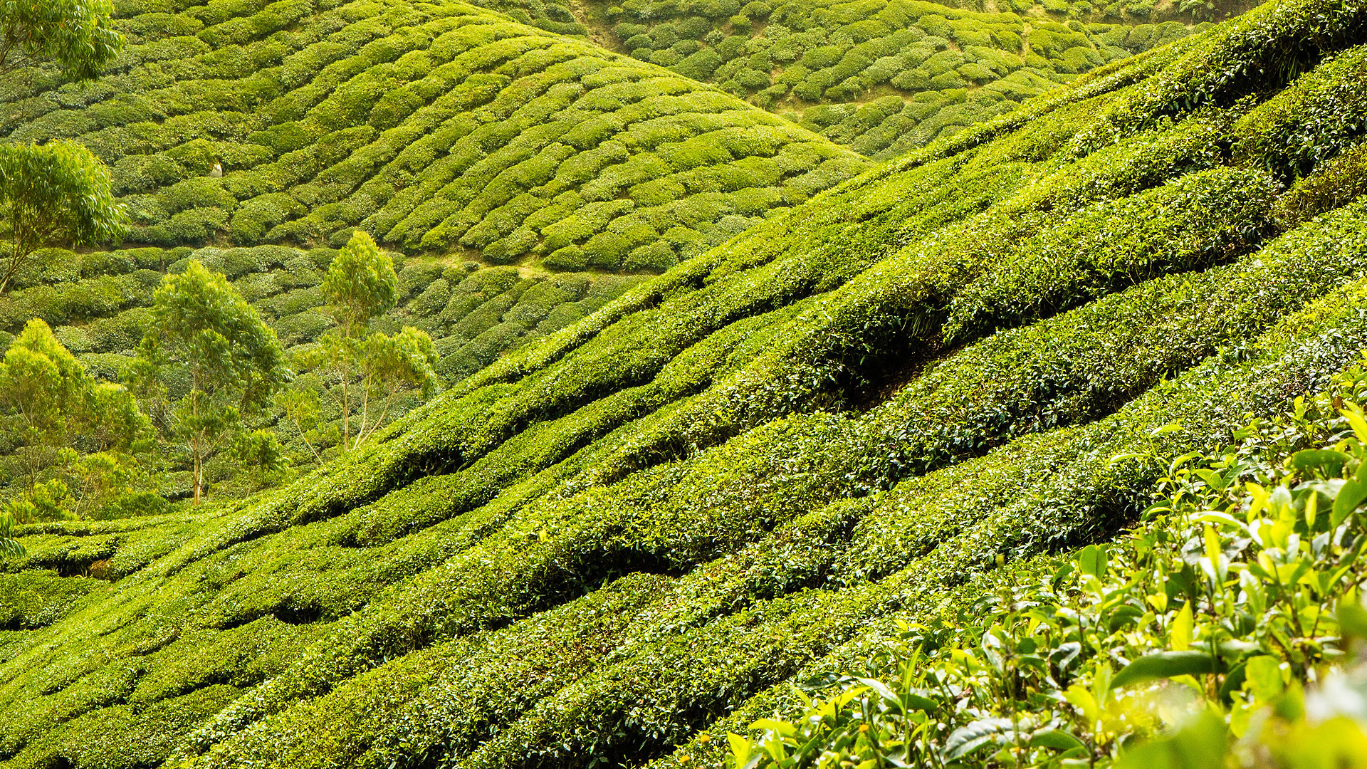 Plantation de thé. Plantation et champs de thé. © Syahirhakim, Domaine public