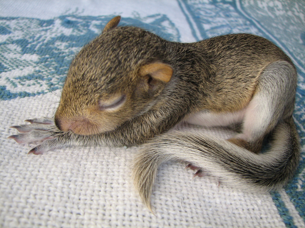 Bébé écureuil fait sa sieste