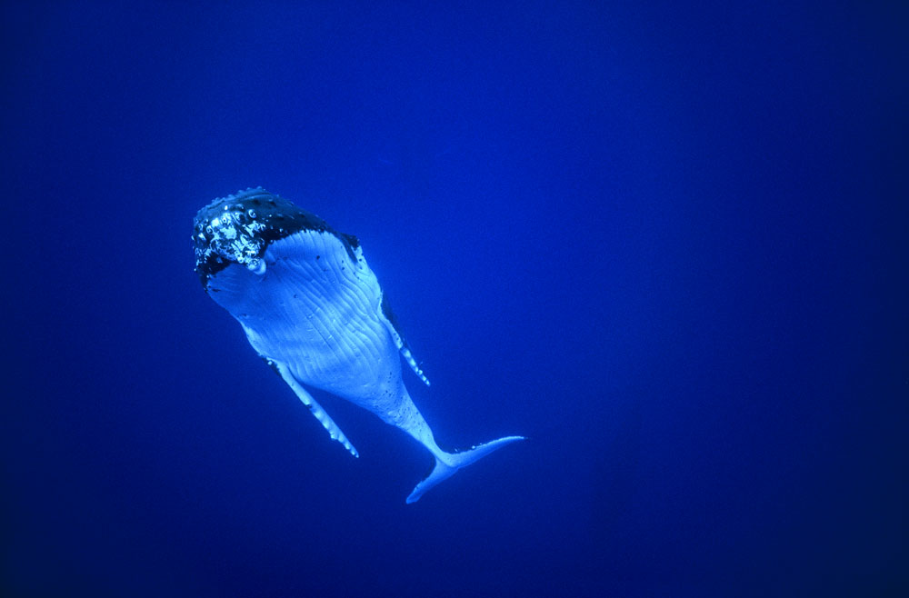Migration de la baleine à bosse
