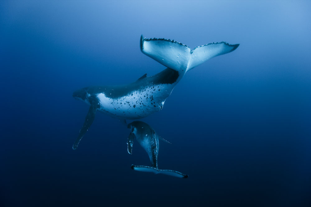 Baleine à bosse et son baleineau