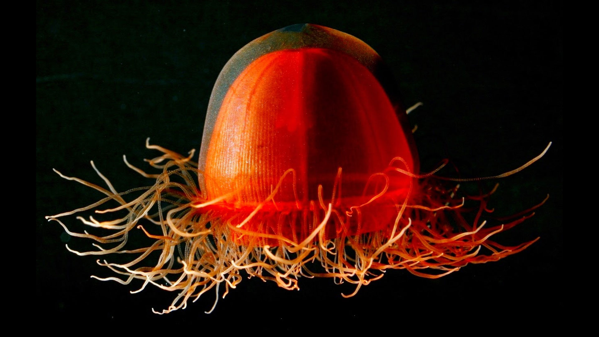 Crossota norvegica, une étrange méduse rouge. Cette méduse rouge (Crossota norvegica) a été observée dans les profondeurs de l’Arctique grâce à un sous-marin téléguidé. © Kevin Raskoff, DR